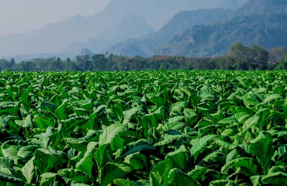 Farm to Factory The Journey of Tobacco Processing