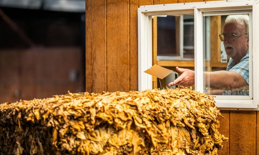 Modern Tobacco Drying