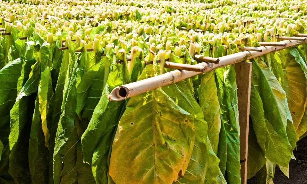 Technologies Used in Modern Tobacco Leaf Drying