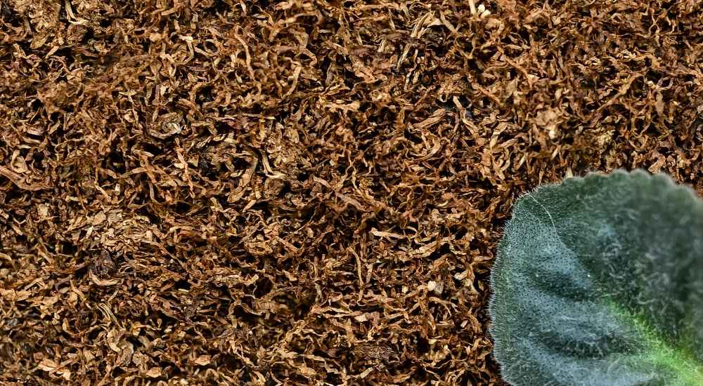 Top Countries Supplying High-Quality Tobacco