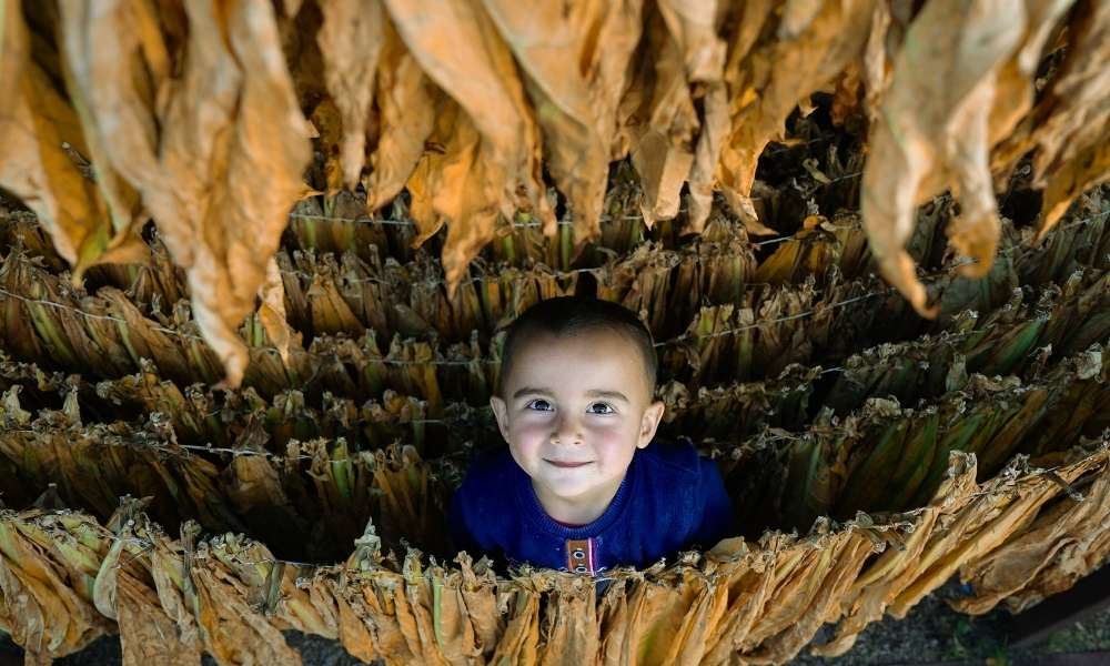 Traditional Tobacco Drying