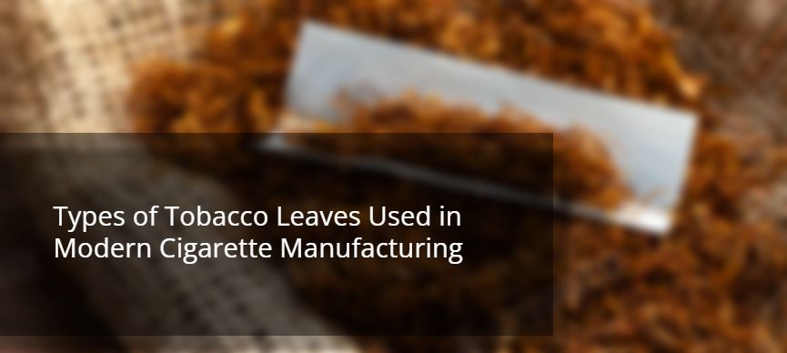 Types of Tobacco Leaves Used in Modern Cigarette Manufacturing