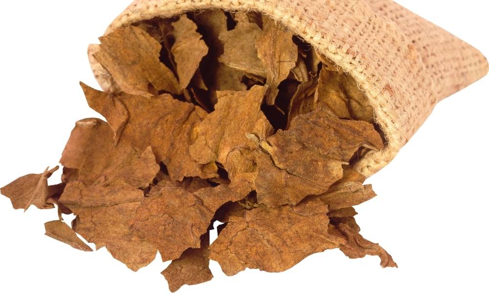 Uniform Cutting in Tobacco Processing