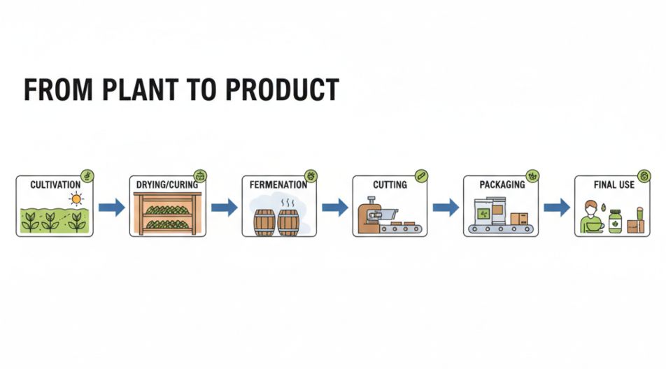 From Plant to Product