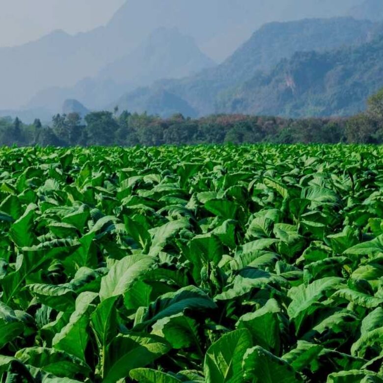 how is tobacco processed processing emissions Krber: the right equipment for