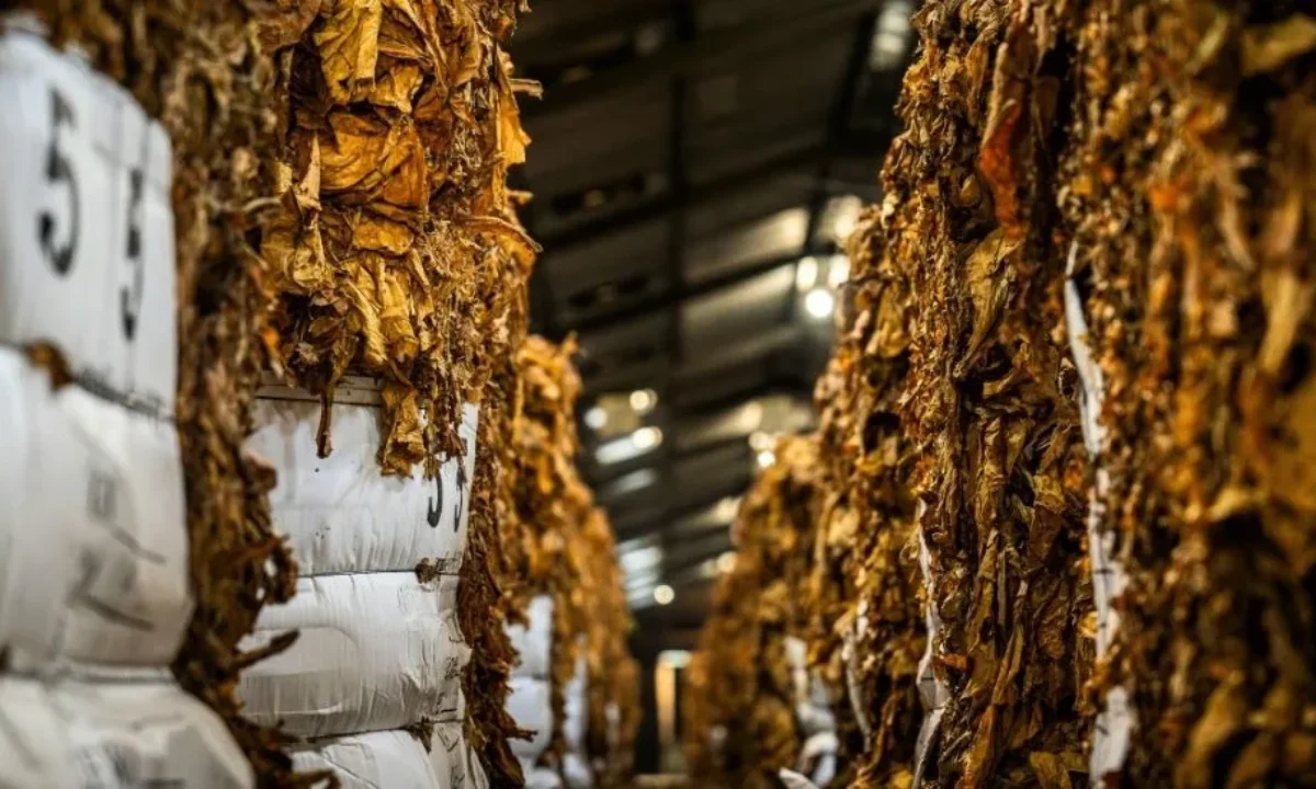 Fermentation in the Tobacco Curing Process