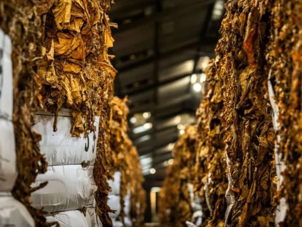 Fermentation in the Tobacco Curing Process