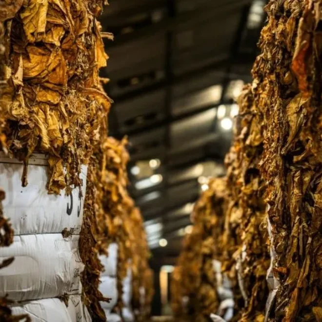 how to cure tobacco Fermentation in the Tobacco Curing Process
