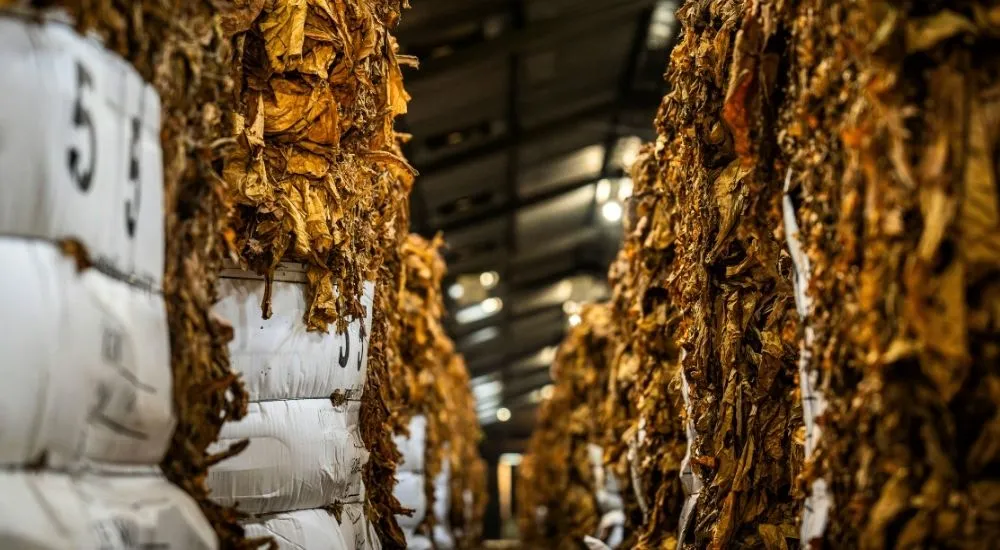 Fermentation in the Tobacco Curing Process