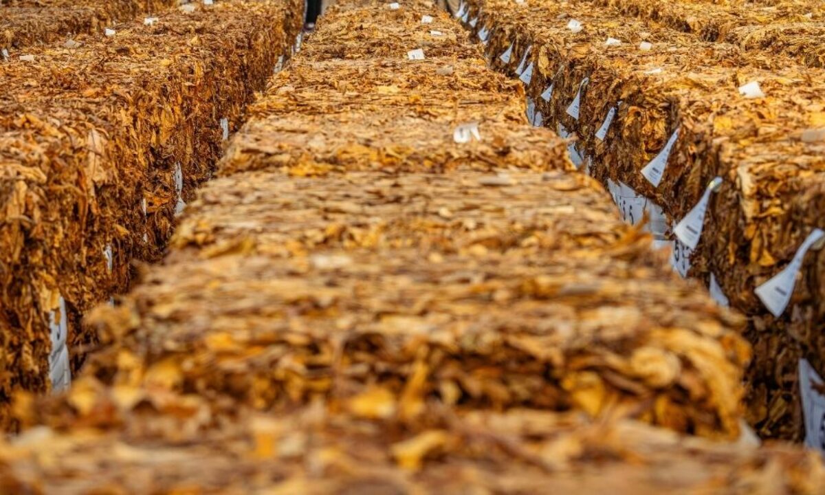 bales of tobacco How Tobacco Is Stored to Preserve Freshness and Quality