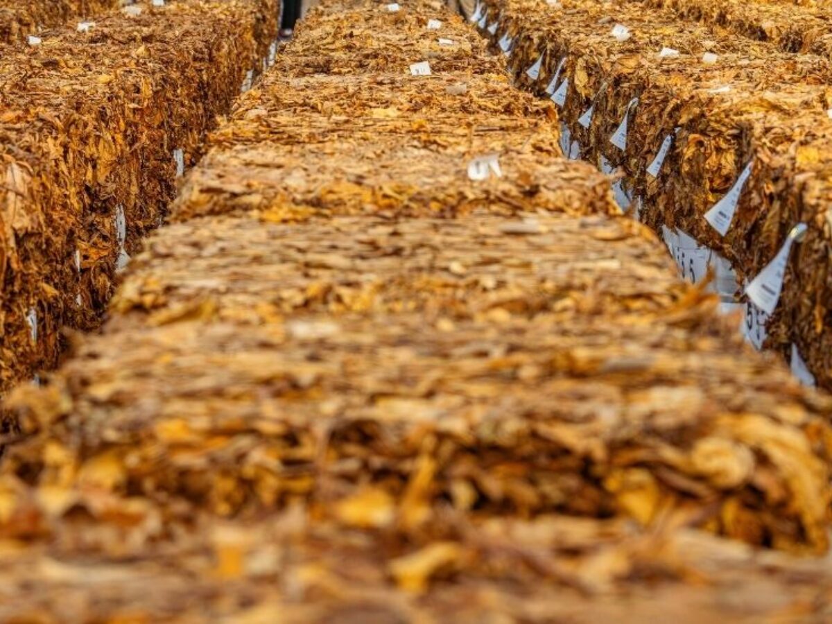 How Tobacco Is Stored to Preserve Freshness and Quality