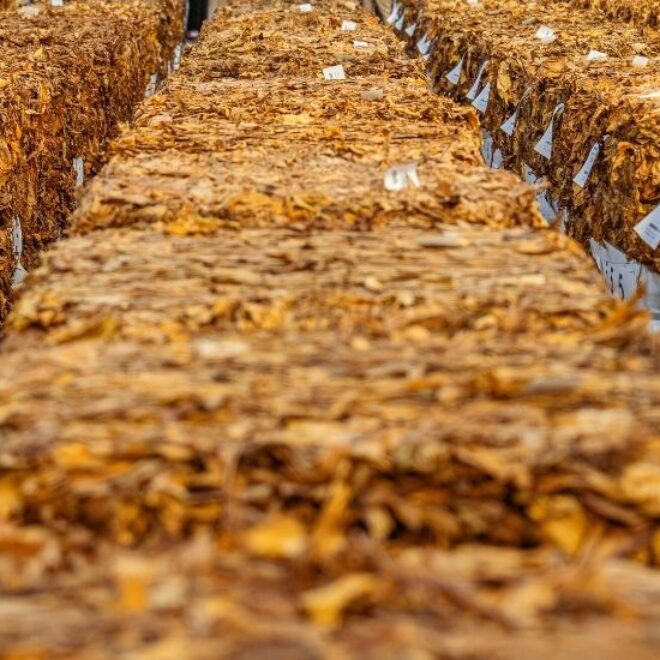 storing tobacco leaves How to Store Whole Leaf 3: Curing & Fermentation |