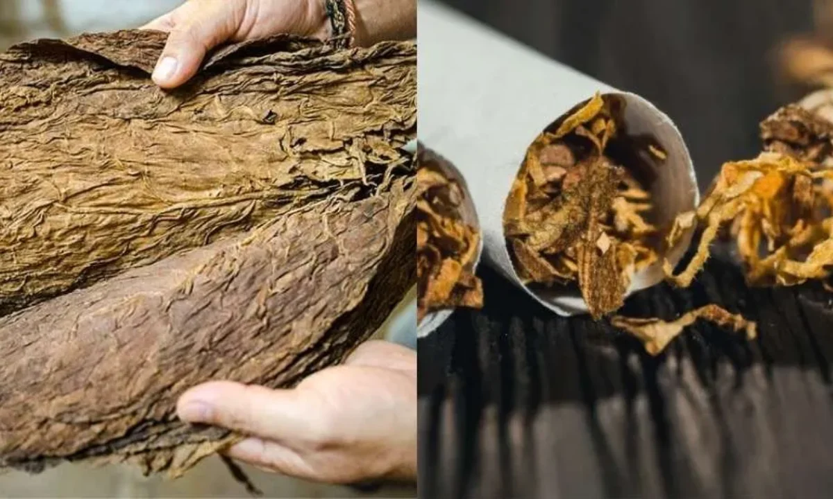 is loose leaf tobacco better than cigarettes Organic Tobacco vs. Conventional Tobacco