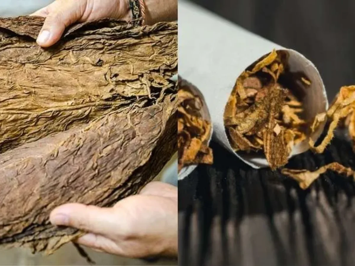 physical effects of tobacco on the body Smoking is one of the most preventable causes of disease and death  worldwide. It affects nearly every organ in the body through mechanisms  such as chronic inflammation, oxidative stress, endothelial dysfunction, and