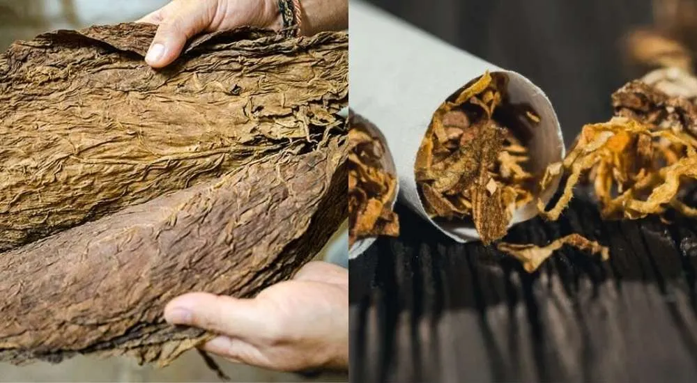 Organic Tobacco vs. Conventional Tobacco