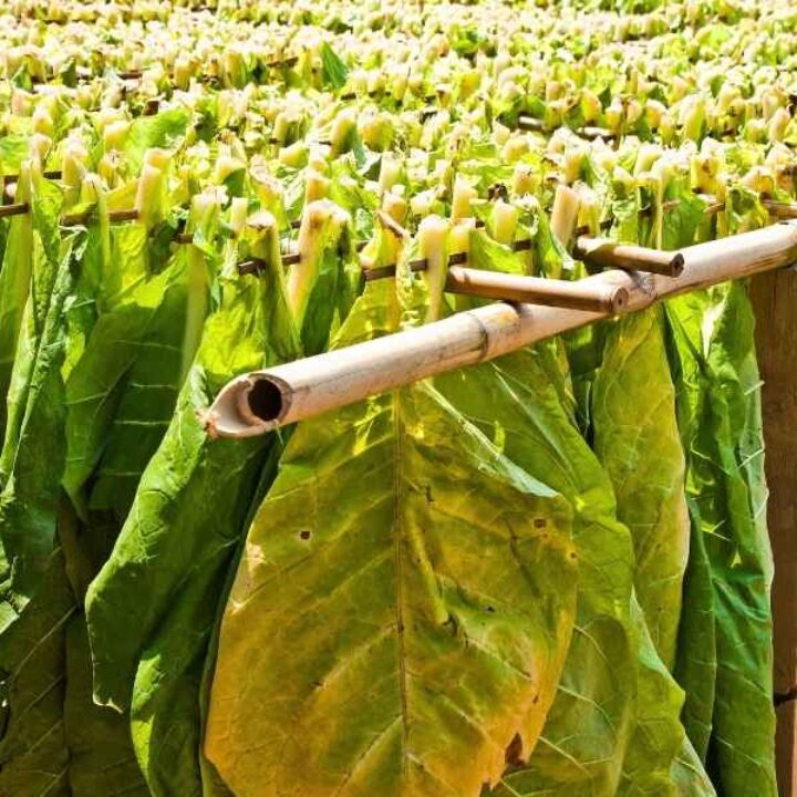 Technologies Used in Modern Tobacco Leaf Drying