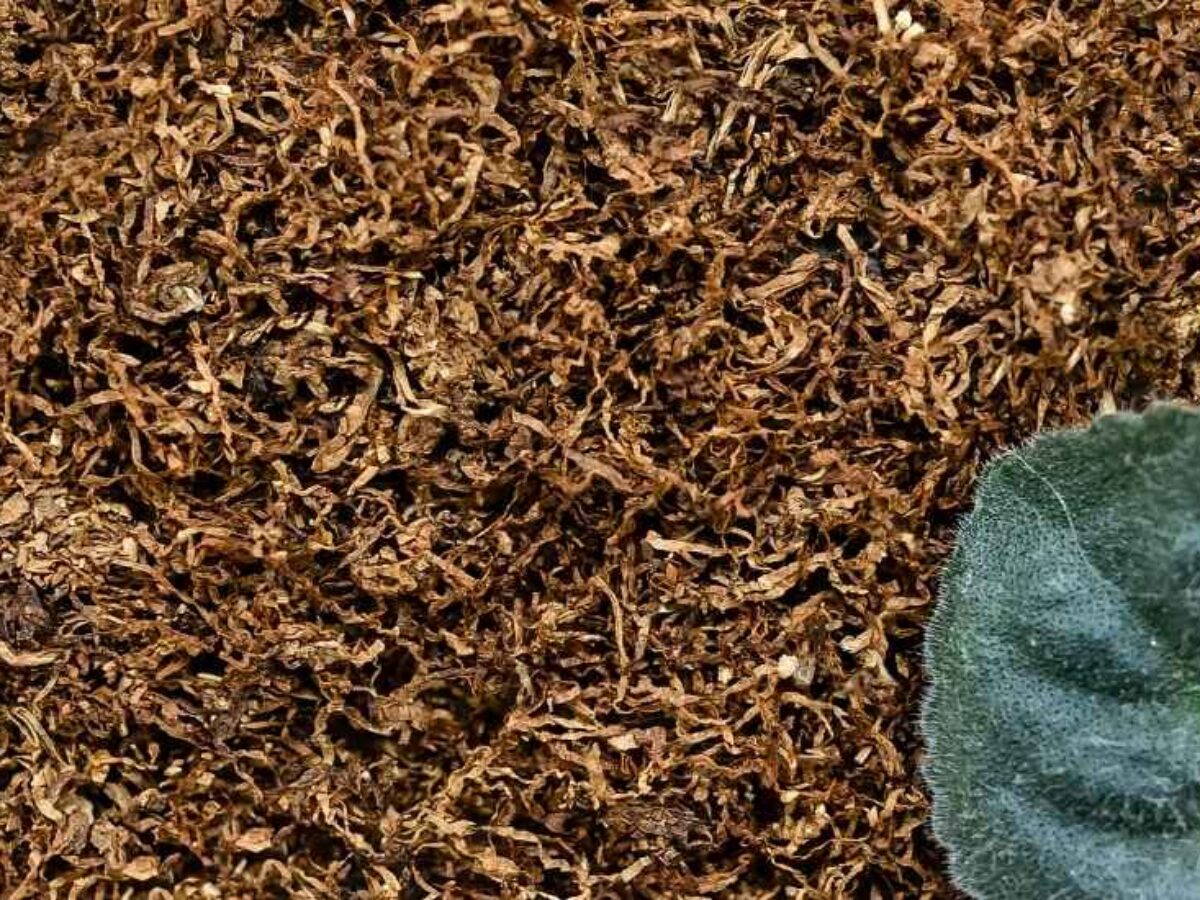 high quality tobacco Top Countries Supplying High-Quality Tobacco