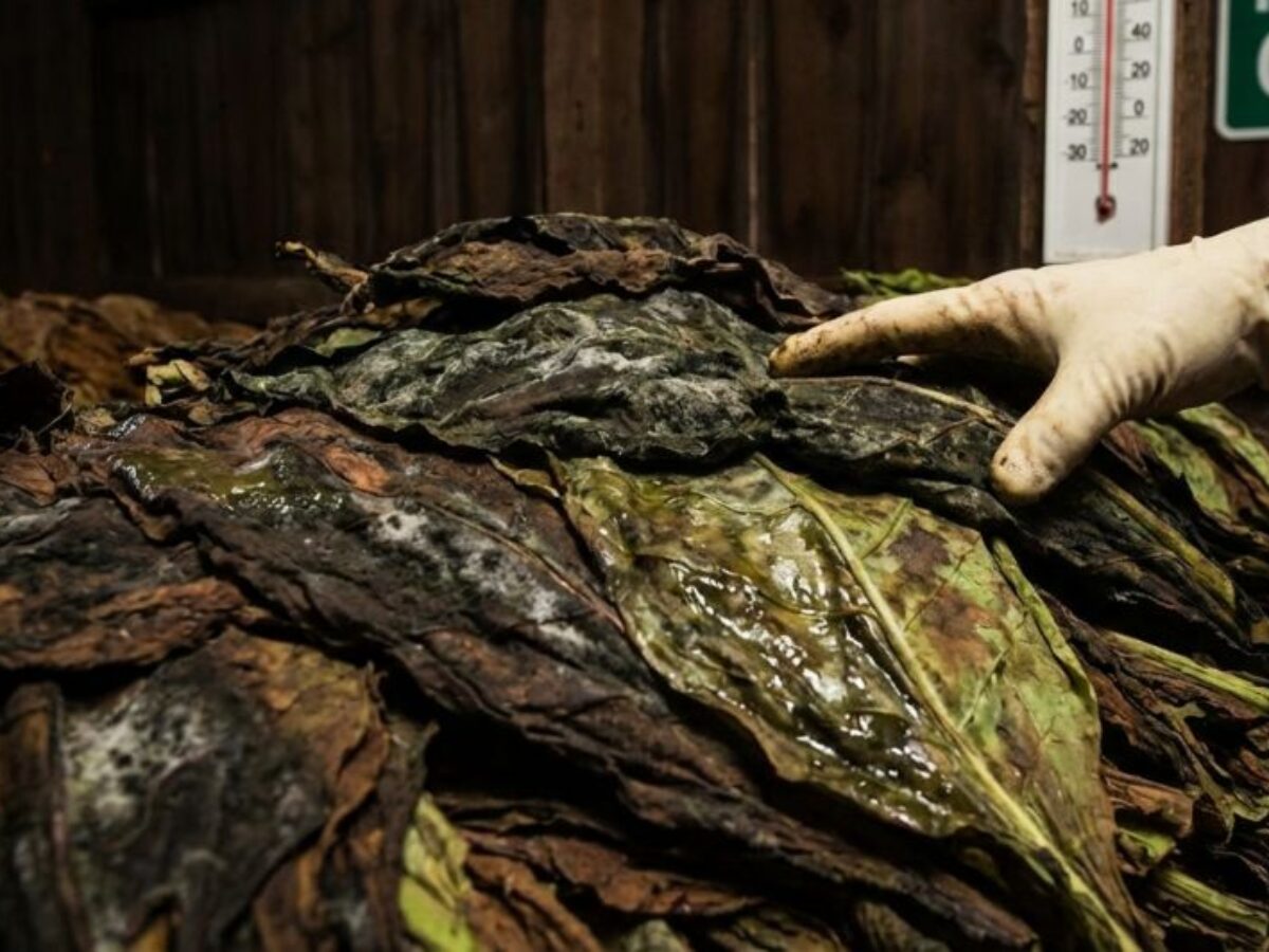 can you eat raw tobacco leaves Key Mistakes to Avoid in Tobacco Leaf Fermentation